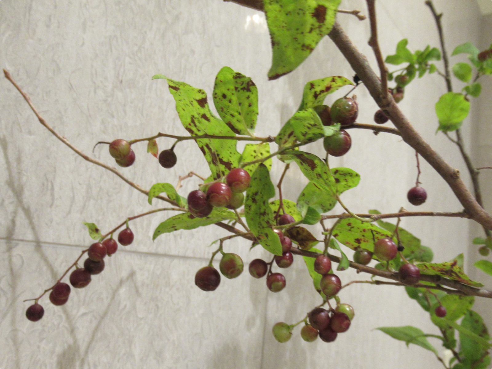 �i�c�n�[�i�Ĕ�)